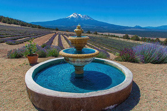 1E3A3636 MT SHASTA LAVENDER FARMS TD