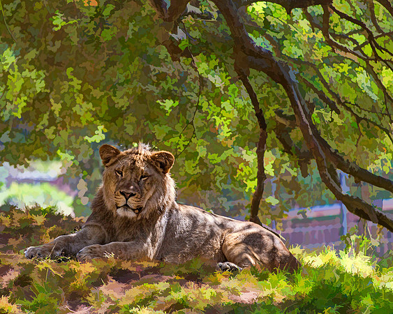#589C - REGAL LION TDAS TDAS (1:1.25)