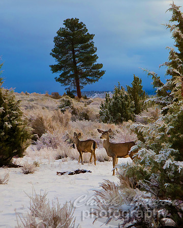 #414B - DEER AND LEANING TREE TS (1:1.25)