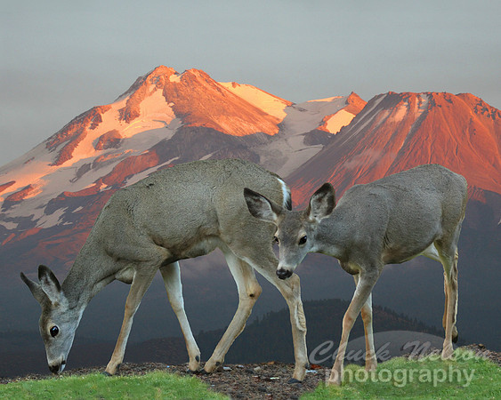 #72A - TWO DEER AND MT SHASTA # 2 (1:1.25)