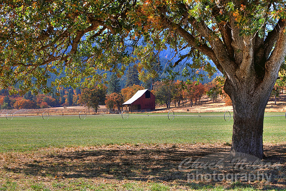 304A - SCOTT VALLEY OAK #13 HDR (1:1.5).jpg