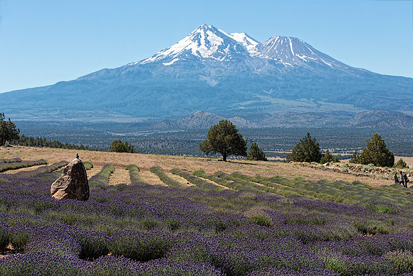1E3A3624 MT SHASTA LAVENDER FARMS TD