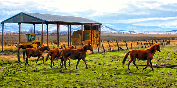 HORSES IN LITTLE SHASTA VALLEY