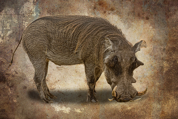#591 - WARTHOG TDA (1:1.5)