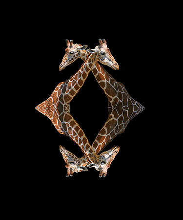 #18B - QUADGIRAFFEL - on black (1:1.25 gallery wrap)