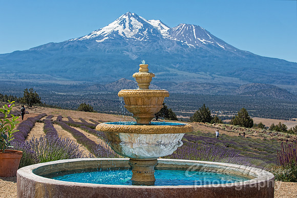 #542A - MT SHASTA LAVENDER FARM (1:1.5)
