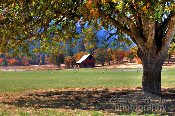 304C - SCOTT VALLEY OAK #13 HDR TS (1:1.5).jpg