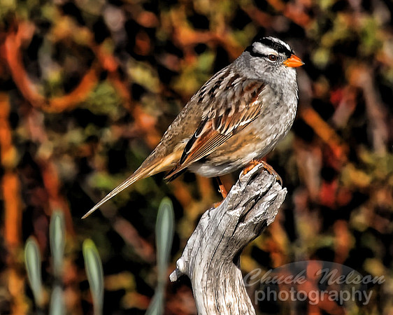#196 - BLACK CROWNED SPARROW #2-T (1:1.25)