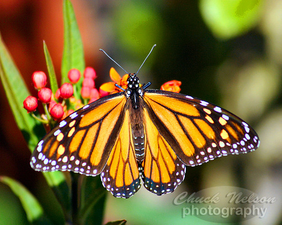 #114 - MONARCH BUTTERFLY #1 (1:1.25)