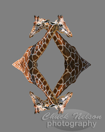 #19 - QUADGIRAFFEL (on gray 1:1.25)