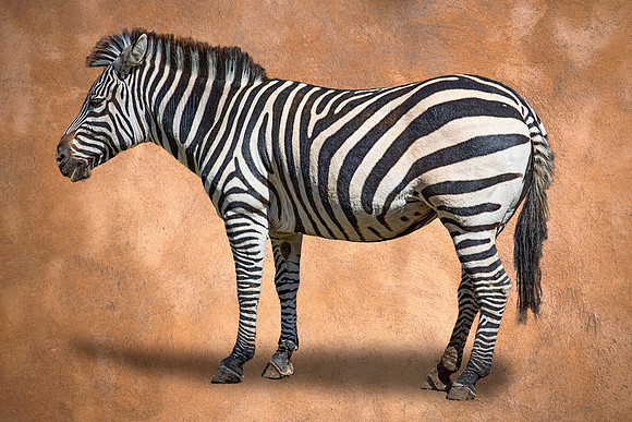 #592 - ZEBRA TDA (1:1.5)