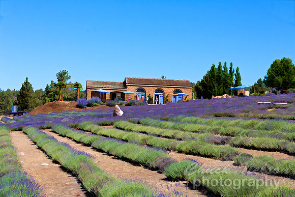 #543 - MT SHASTA LAVENDER FARM TS (1:1.5)