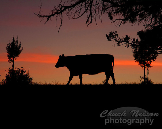 #170A - LONE COW AT SUNSET (1:1.25)
