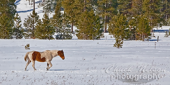 #338B - SNOW HORSE TD TC (1:2)
