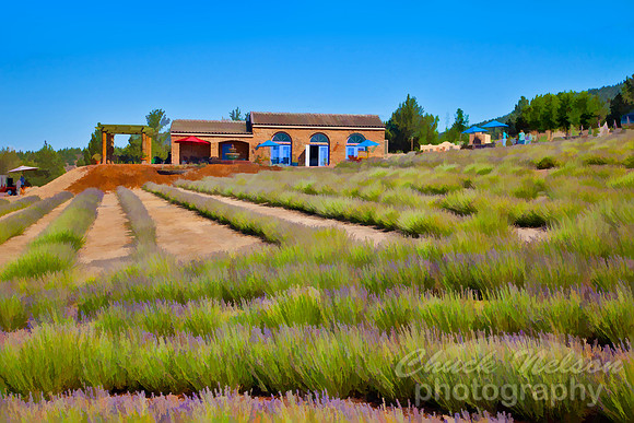 #541B - MT SHASTA LAVENDER FARM TS (1:1.5)