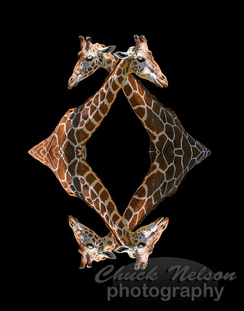 #18 - QUADGIRAFFEL (on black 1:1.25)