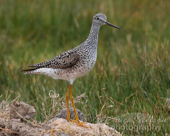 #144 - LESSER YELLOWLEGS (1:1.25)
