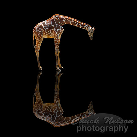 #12 - CONTEMPLATION (reflected in black 1:1)