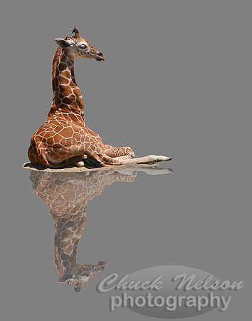 #16A - BABY GIRAFFE (reflected on gray 1:1.25)