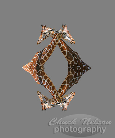 #19B - QUADGIRAFFEL - on gray (1:1.25 gallery wrap)