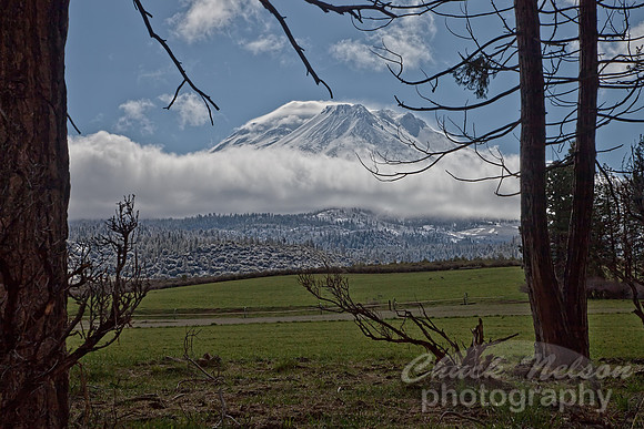 #430 - MT SHASTA THROUGH THE TREES TD (1:1.5)