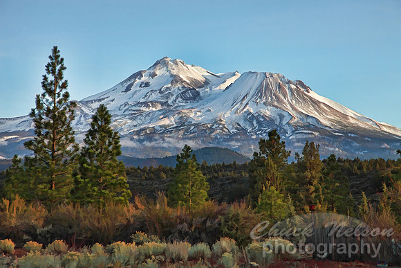 #309 - MT SHASTA ON A FALL AFTERNOON TA TS (1:1.5).jpg