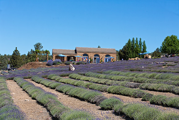 1E3A3627 MT SHASTA LAVENDER FARMS