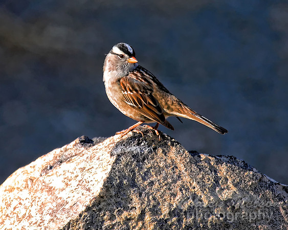 #195 - BLACK CROWNED SPARROW #1-T (1:1.25)
