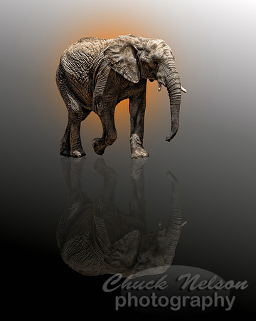 #226 - ELEPHANT #2 - TA (1:1.25)