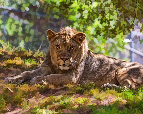 #590B - REGAL LION 2 TDAS (1:1.25)