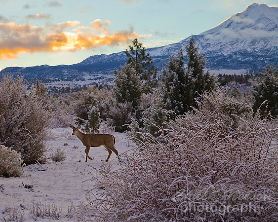 #415 - DOE AT DAWN  (1:1.25)