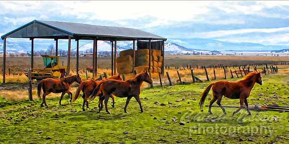 #193 - FOUR HORSES-T (10X20)
