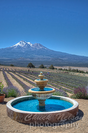 #544A - MT SHASTA LAVENDER FARM HDR TD (1:1.5)