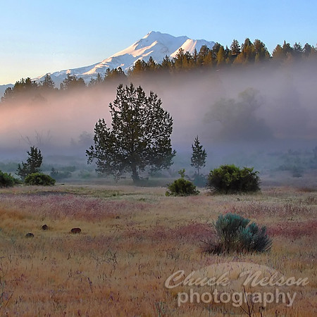#50 - MISTY MORNING ON THE SHASTA RIVER (1:1)