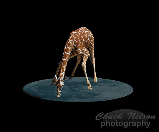 #21B - DRINKING THE MOON  (1:1.25 gallery wrap)
