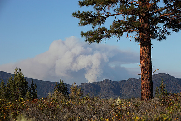 FOREST FIRE