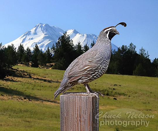 #59C - QUAIL ON DREAM POINT (11x14 galley wrap)