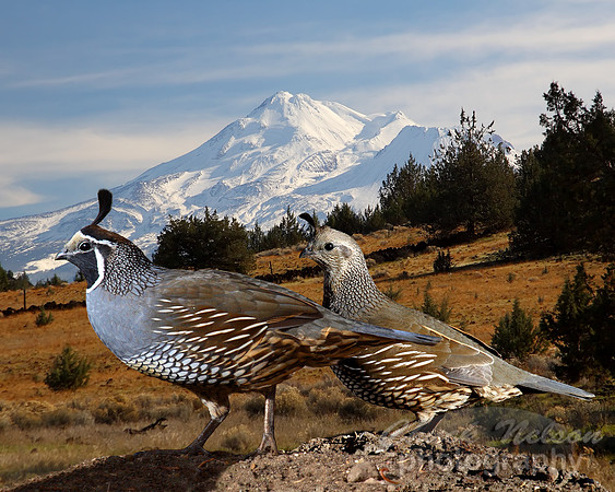 #86A - QUAIL AND MT SHASTA #5 (1:1.25)