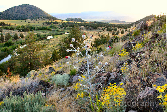 #57 - SNOWY THISTLE ABOVE THE SHASTA RIVER (1:1.5)