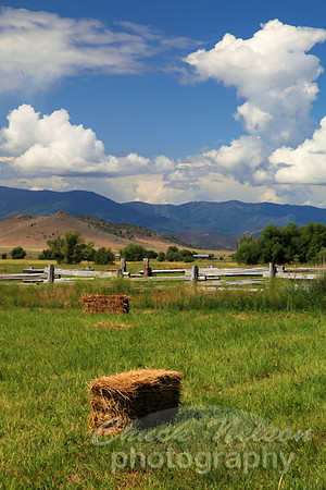 #259 - LITTLE SHASTA VALLEY #4  TS (1:1.5)