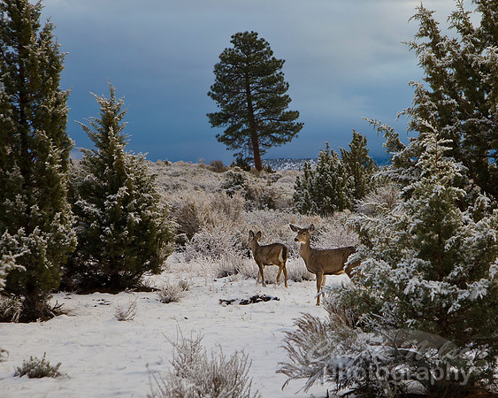 #414A - DEER AND LEANING TREE (1:1.25)