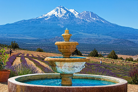 1E3A3622 MT SHASTA LAVENDER FARMS TS